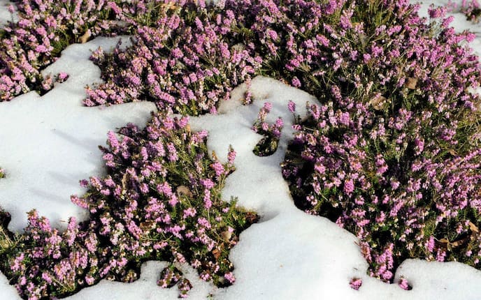 Pflanzenporträt, Schneeheide