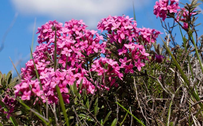 Seidelbast Garten Pflanzenporträt Blüten