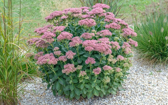 Grosse Fetthenne, Blume, Pflanze, Pflanzenporträt