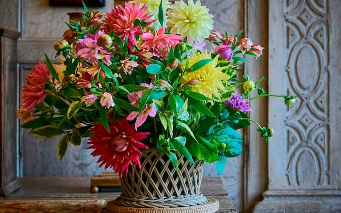 Bllumen, Blumenstrauß, Chrysantheme, Herbstchrysantheme, Pflanze, Pflanzenporträt