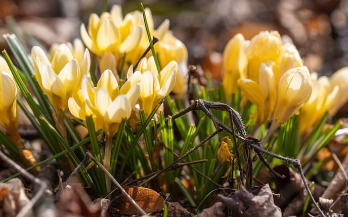 Krokus, Frühlingsblume, gelb