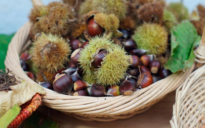 Maroni, Edelkastanie, Maronihülle, Pflanze, Pflanzenporträt