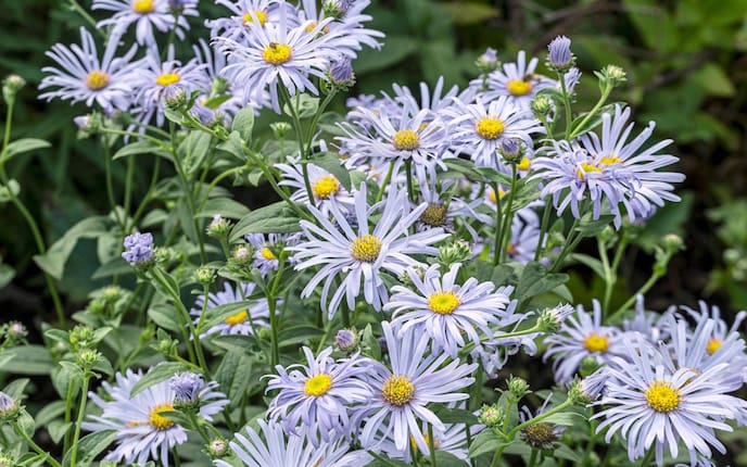 Aster, Blume, Pflanzenporträt
