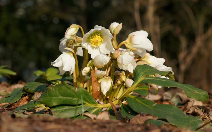 Pflanzenporträt, Schneerose, Christrose