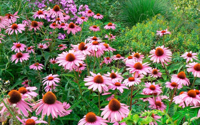 Pflanzenporträt, Sonnenhut, Ecchinacea