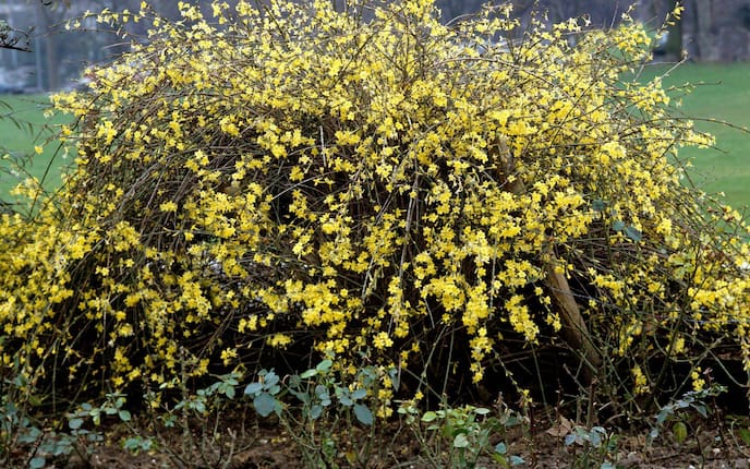 Pflanzenporträt, Winterjasmin, Strauch