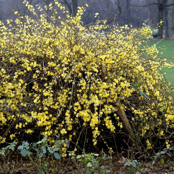 Pflanzenporträt, Winterjasmin, Strauch