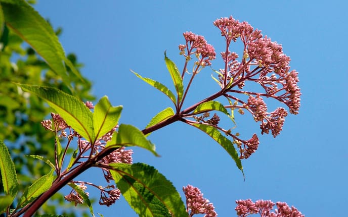 Blauer Himmle, Dolde mit Purpurdostblüten, grüne Zweige