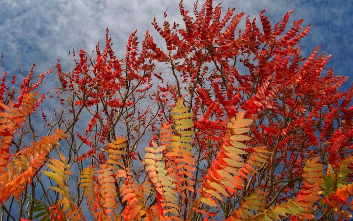 Rotes Herbstlaub, Essigbaum, Herbst, Nebel