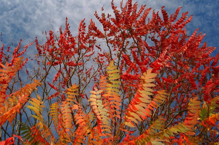 Rotes Herbstlaub, Essigbaum, Herbst, Nebel