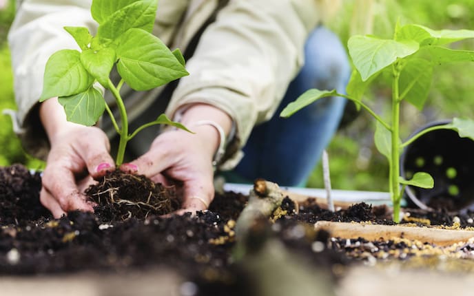 Garten, Gartenarbeit, Pflanzen
