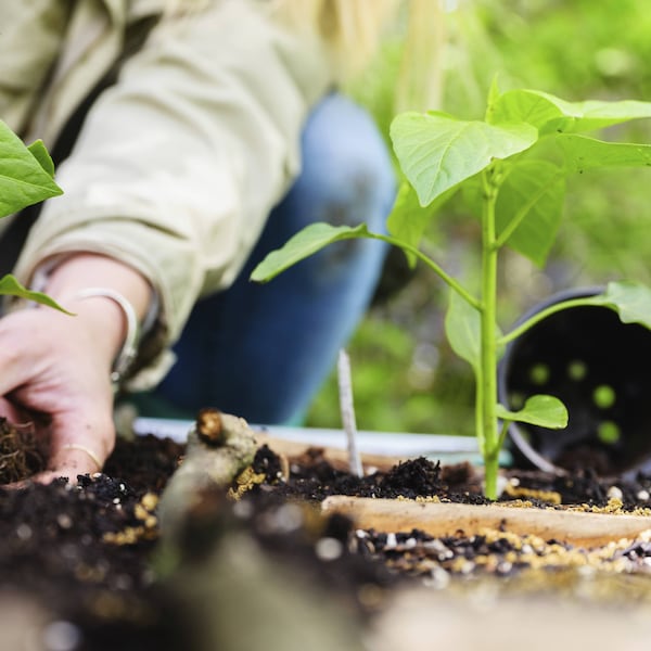 Garten, Gartenarbeit, Pflanzen