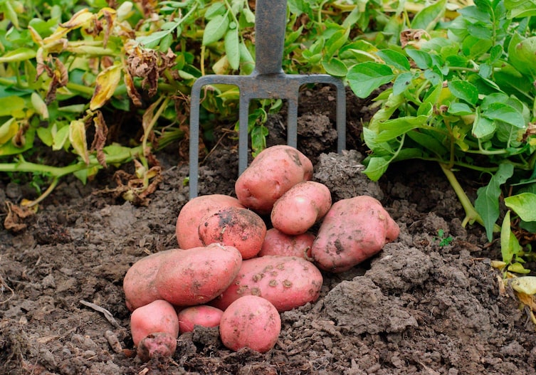rote große Erdäpfel auf einem erdigen Boden mit Kartoffelpflanzen und einer Mistgabel im Hintergrund