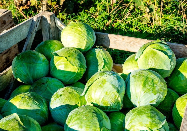 Viele Weißkrautköpfe in einer Holzsteige im Freien fotografiert