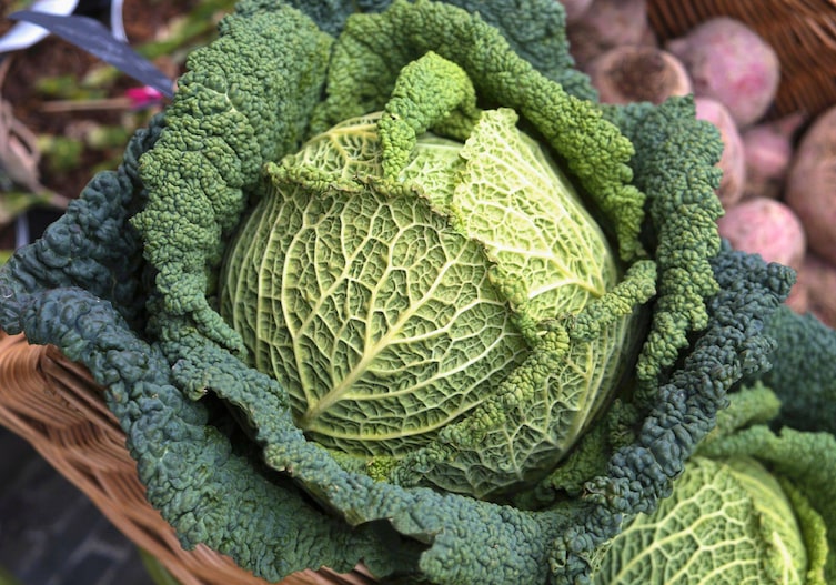 Wirsingkopf, Grünkohl