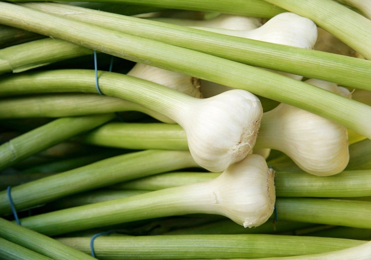 Viele frische junge Knoblauchknollen mit Stange