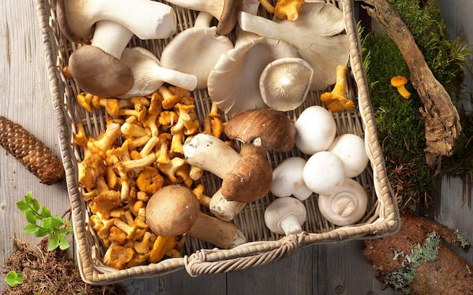 Korb mit Pilzen, Eierschwammerl, Champignons, Steinpilze