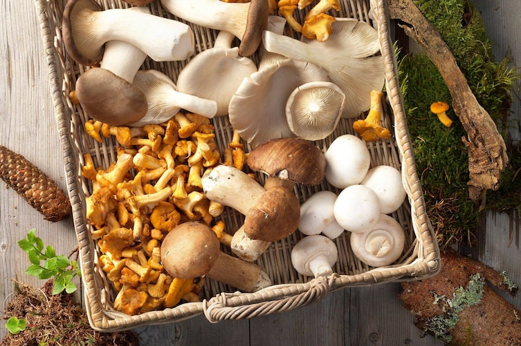 Korb mit Pilzen, Eierschwammerl, Champignons, Steinpilze