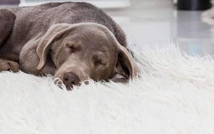 Tier, Tierwissen, Hund, schlafender Hund, träumen