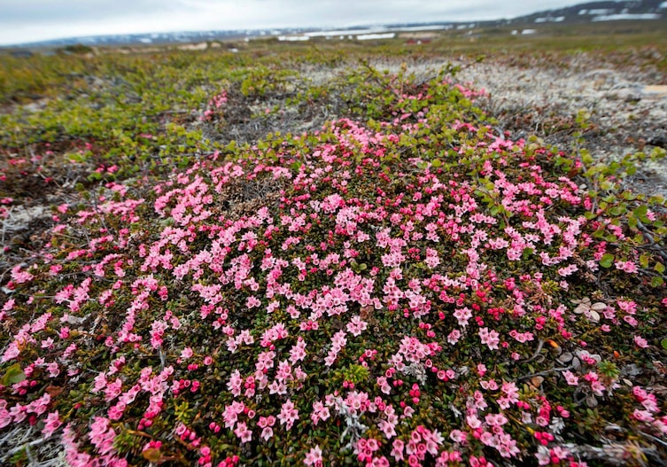Eine rosa blühende Fläche von Gemsheide, im Hintergrund ist verschwommen Landschaft zu sehen und es liegt auch noch ein wenig Schnee auf den Anhöhen.