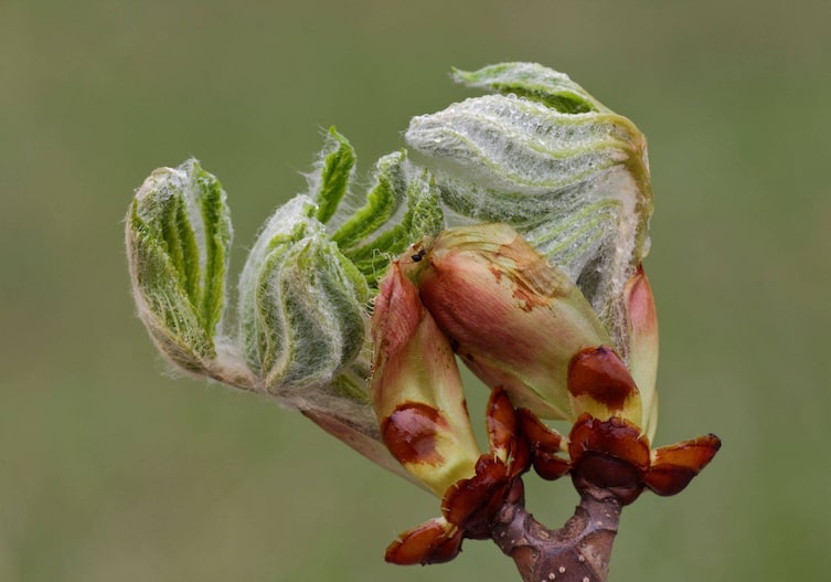 Kastanienblätter, die sich gerade aus den Knospen drehen.