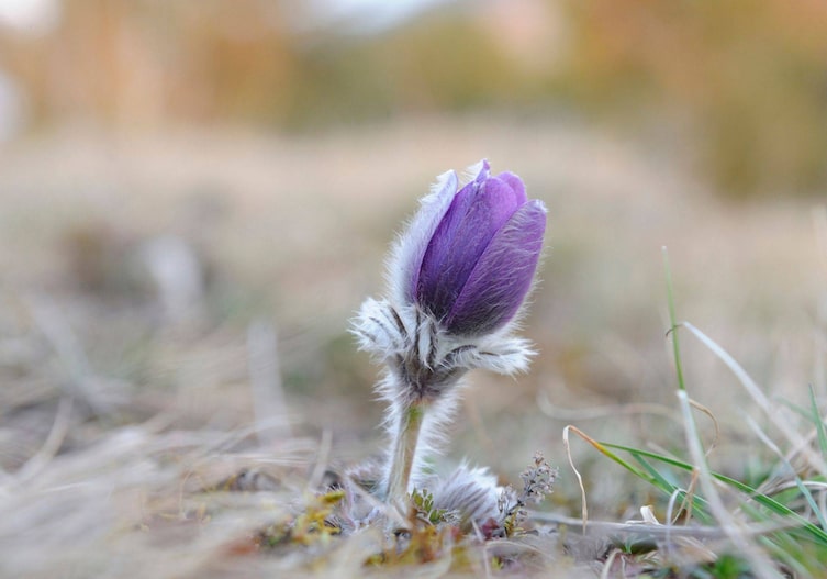 Pelzige lila Kuhschelle in Nahaufnahme mit verschwommenen Hintergrund