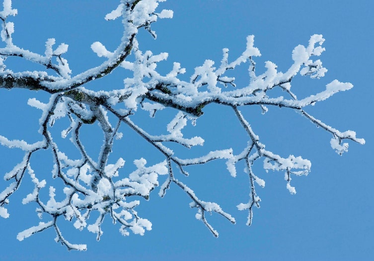 Ast mit vielen Verzweigungen auf denen Schnee liegt, im Hintergrund ist ein strahlend blauer Himmel zu sehen.