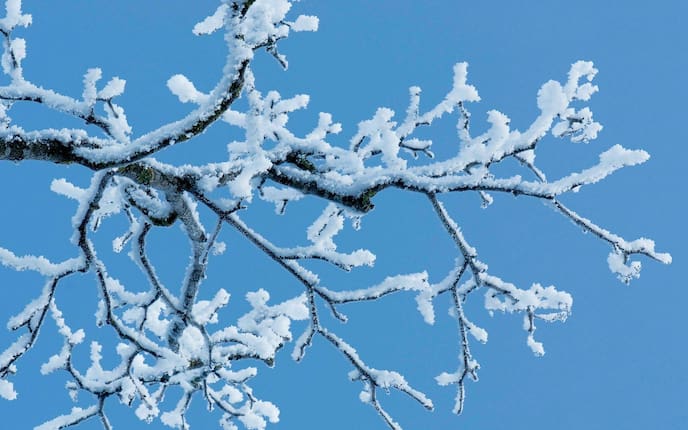 Ast mit vielen Verzweigungen auf denen Schnee liegt, im Hintergrund ist ein strahlend blauer Himmel zu sehen.