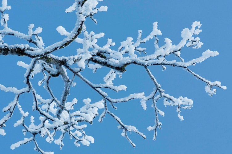 Ast mit vielen Verzweigungen auf denen Schnee liegt, im Hintergrund ist ein strahlend blauer Himmel zu sehen.