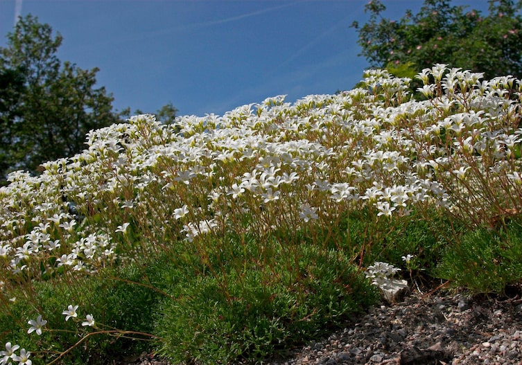 Weiß blühender Moossteinteppich in der Natur