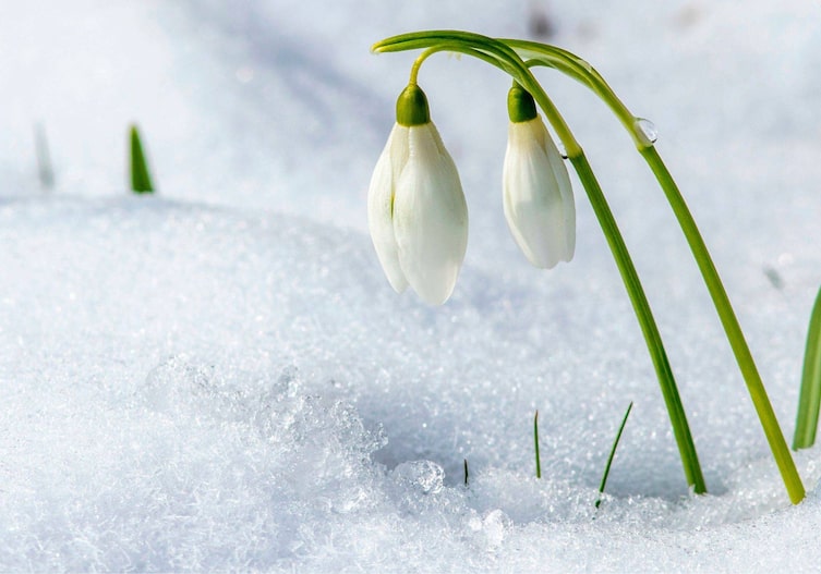 Schneedecke aus der zwei Schneeglöckchen ragen, die noch geschlossene Blüten haben.