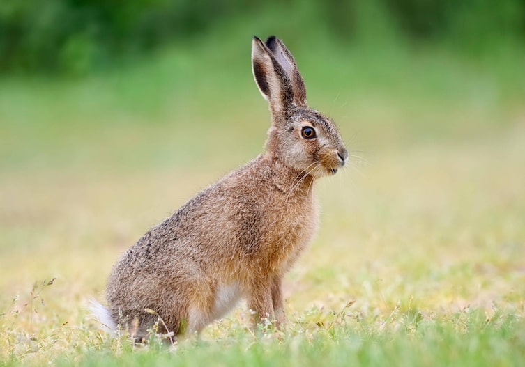 Ein Hase, der aufmerksam seine Umgebung beobachtet auf einer Wiese.