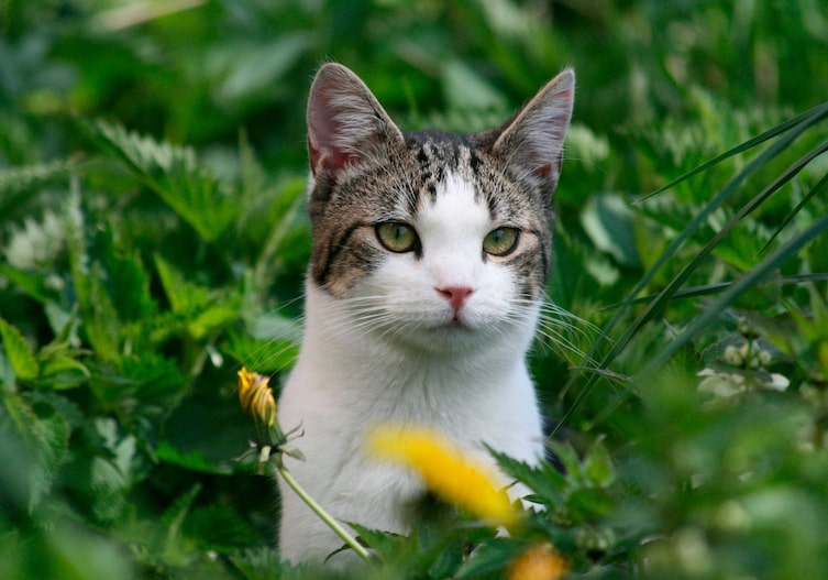 weiß/getigerte Katze sitzt in einer hohen Grünen Wiese. Nahaufnahme von Kopf und Hals. Man sieht ihre schönen grünen Augen.
