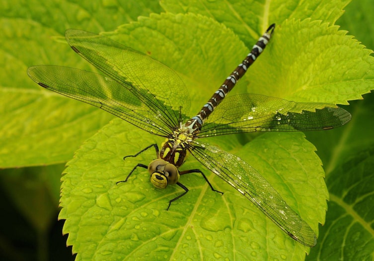 Libelle in Nahaufnahme auf einem hellgrünen Blatt. Man kann gut die Augen erkennen