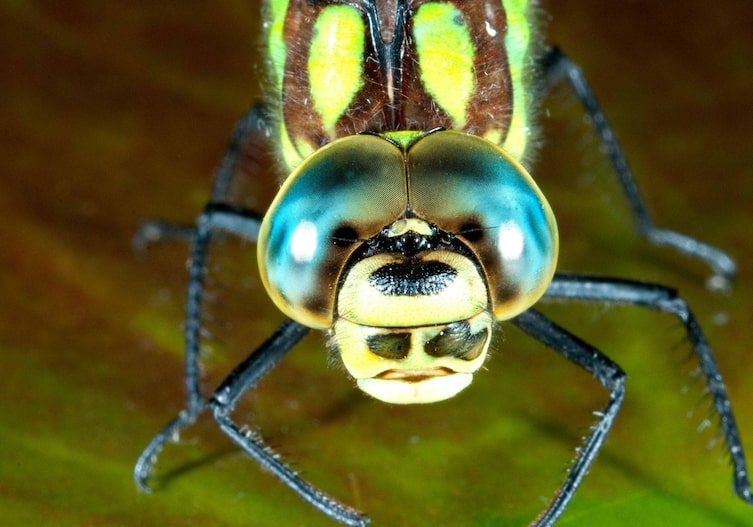 Liebellenage, Facettenaugen