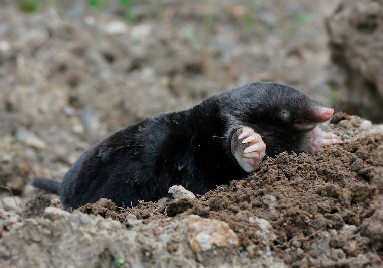 Ein Maulwurf liegt auf der Erde.