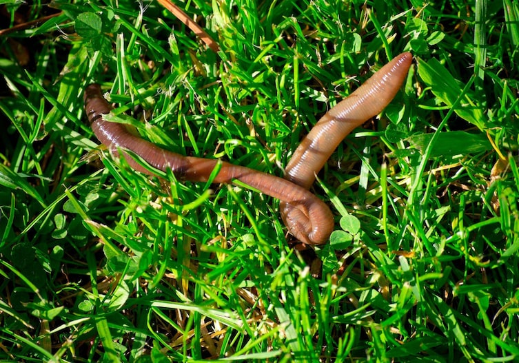 ein gekringelter Regenwurm liegt in einer grasgrünen Wiese