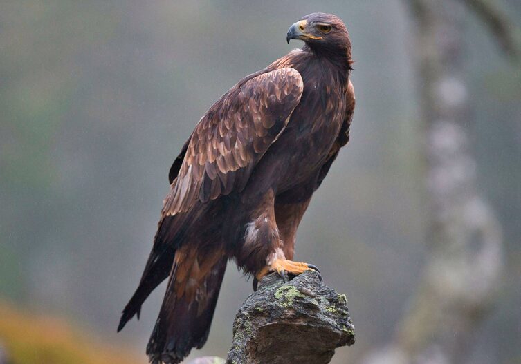 Steinadler sitzt auf einem Stein und hat seinen Blick seitlich gerichtet.