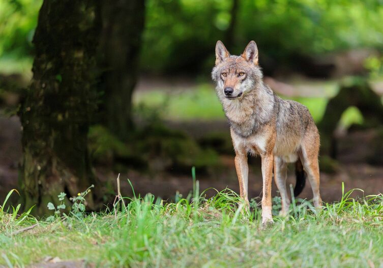 Ein Wolf, der in der Wiese neben einem Baum steht und beobachtend in die Ferne blickt.