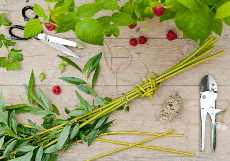 Ein Holztisch von oben fotografiert, es liegen darauf eine Gartenschere, eine Schnur, abgeschnittene Weidenzweige, eine Schere, Himbeeren und Stackelbeeren
