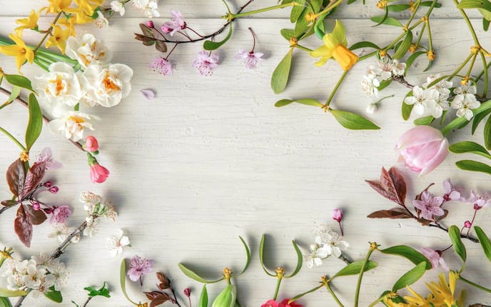 Frühlingsblumen im Kreis gelegt auf einem alten weiß lackierten Untergrund. Tulpen, Kirschblüten, Apfelblüten, Misteln, Märzenbecher, Forsithien