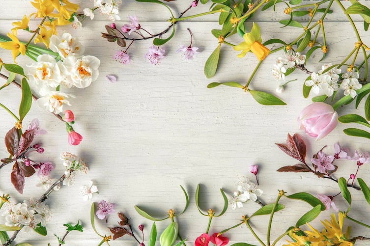 Frühlingsblumen im Kreis gelegt auf einem alten weiß lackierten Untergrund. Tulpen, Kirschblüten, Apfelblüten, Misteln, Märzenbecher, Forsithien