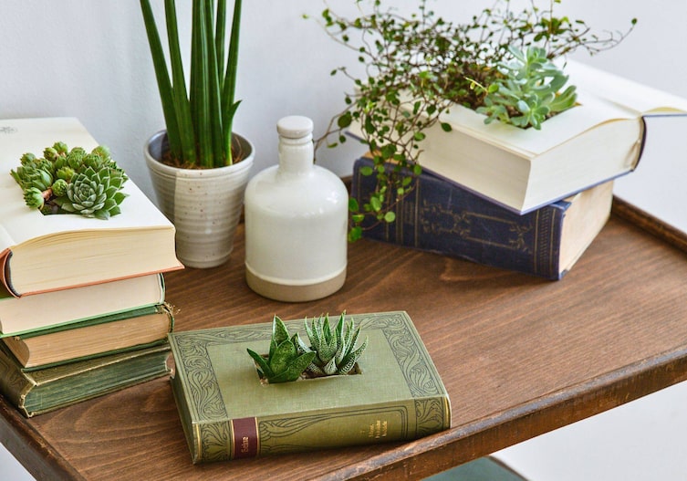 Alte Bücher wurden ausgeschnitten und fungieren als neue Übertöpfe für Sukkulenten