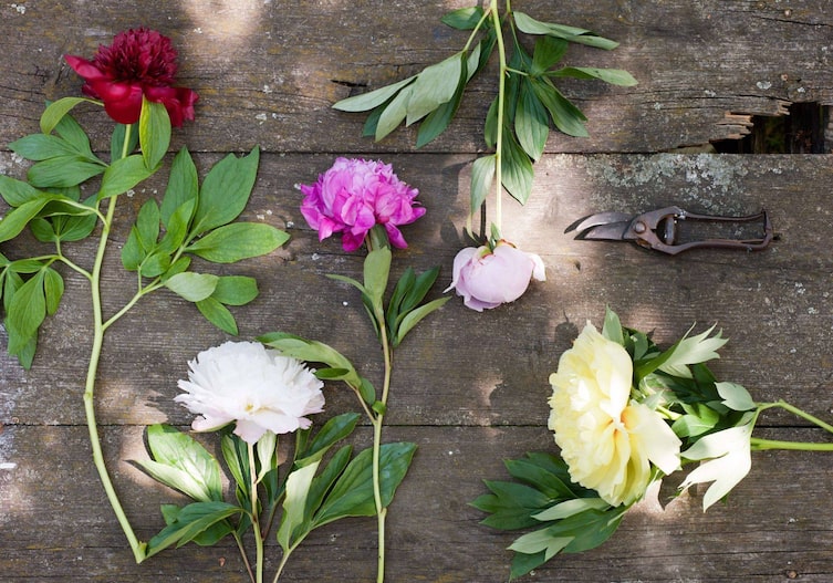 verschiedene Sorten von Pfingstrosen