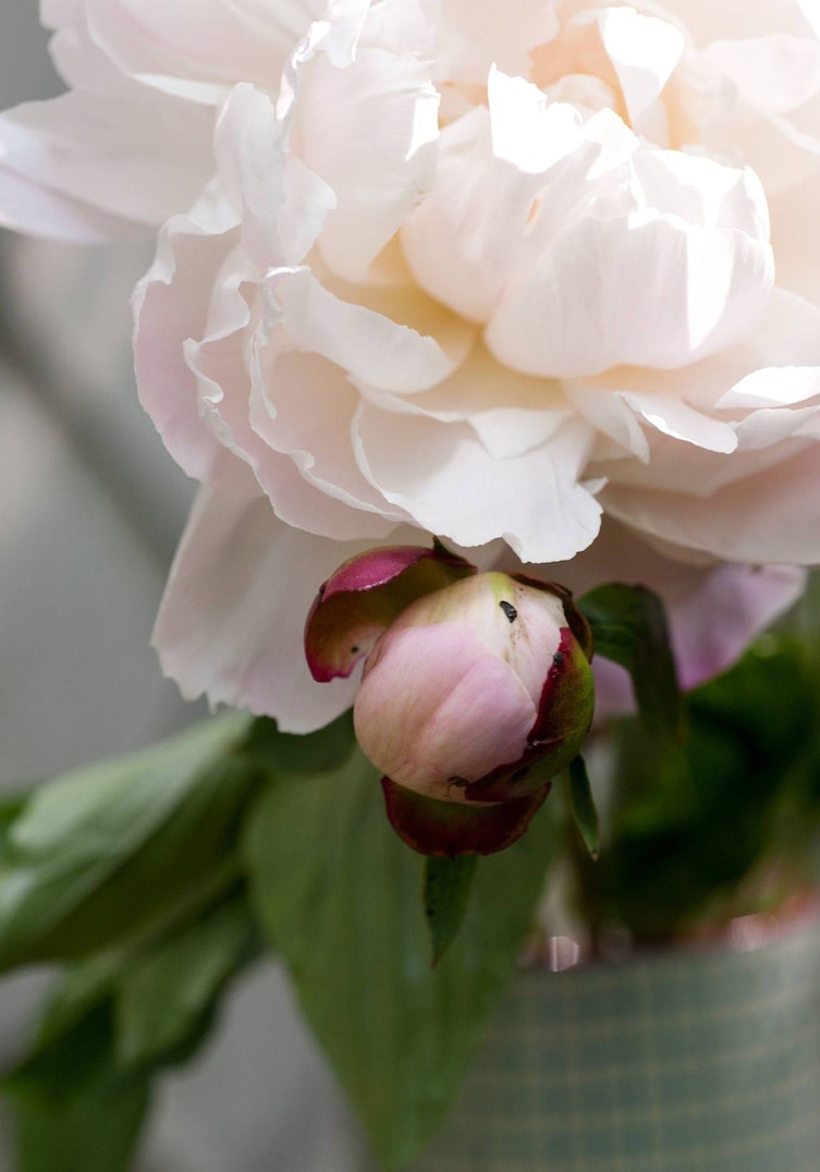 zartrose Pfingstrose