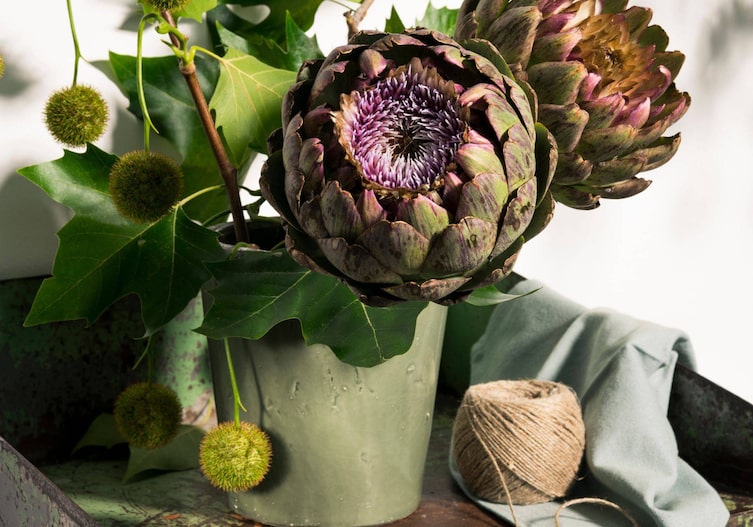 Blühende Artikschoke in einer grünen Keramikvase mit Platanenzweigen und Platanensamenkugeln.