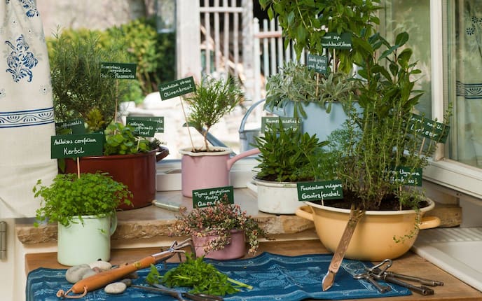 Kräuterpflanzen in Emailtöpfe gesetzt und am Fensterbrett aufgestellt.