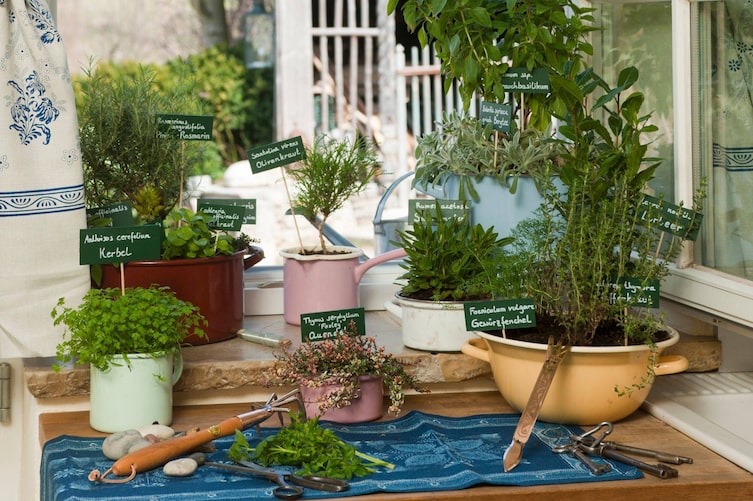 Kräuterpflanzen in Emailtöpfe gesetzt und am Fensterbrett aufgestellt.