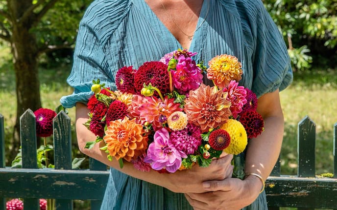 Frau, Sommer, grüner Gartenzaun, bunger Dahlienstrauß, Blumenschmuck, Blumendeko, selbermachen