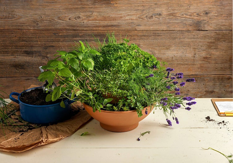 Kräutertontopfspirale mit Lavendel, Minze, Petersilie, Schnittlauch und Thymian